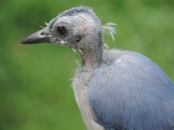 Bald-headed Birds - FeederWatch