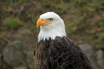 Bald Eagle Ecology for Teachers » New Jersey Education Association