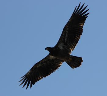 Bald Eagle Flying