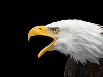 The Bald Eagle Celebration - Big Bear Cabins