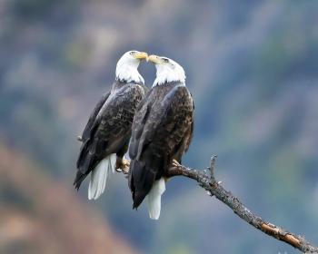 Nest of lone bald eagle pair in LA County collapses, sending chick ...