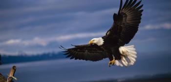 Young Bald Eagles Live Life in the Fast Lane | Hakai Magazine