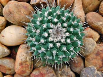Ball Cactus with pebble stones