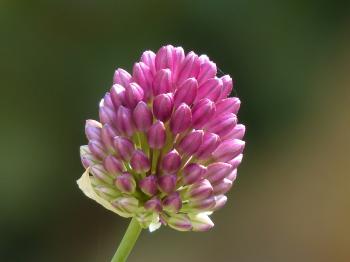 Free stock photo of allium, allium sphaerocephalon, ball leek