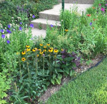 Invasive Balloon Flower Takes Over the Garden - pegplant