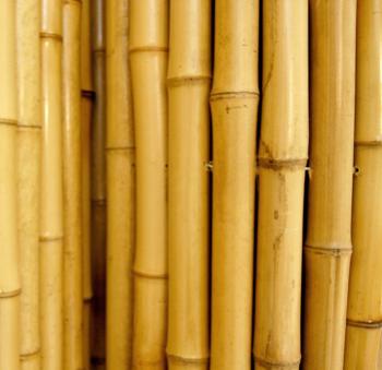 Amazon.com : Natural Rolled Bamboo Fencing 3/4" D x 3' H x 8' L ...