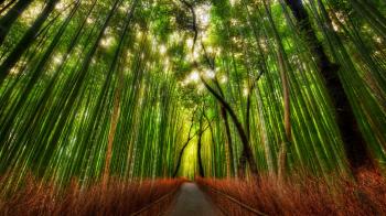 Bamboo Forest Path HD Wallpaper, Background Images