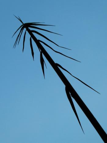 Bamboo Leaves Silhouette