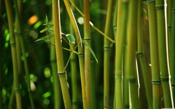 Free HD Bamboo Wallpapers | HD Wallpapers | Pinterest | Bamboo ...