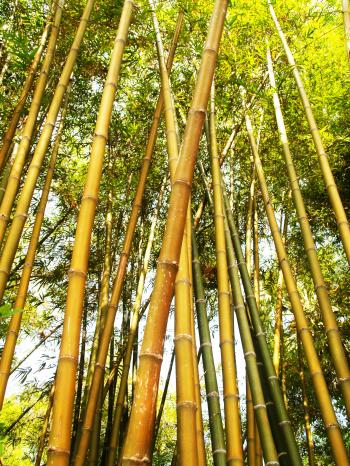 Bamboo Tree during Daytime