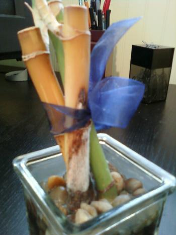 Lucky Bamboo Fungus On Roots