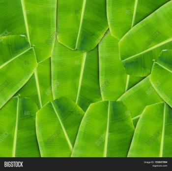 Banana Leaf Background Image & Photo (Free Trial) | Bigstock