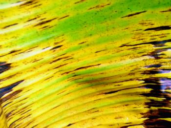 Banana Leaf Texture