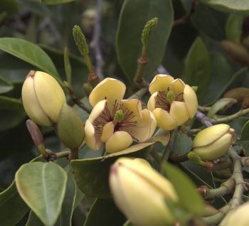 Banana Shrub - Monrovia - Banana Shrub