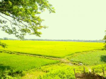 Bangladesh Rice Fields