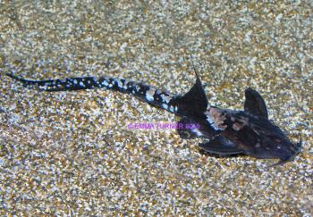 Eel-tailed Banjo Catfish Fishkeeper