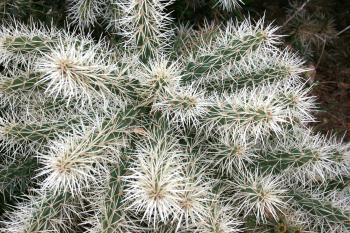 File:Ses Salines - Botanicactus - Cylindropuntia tunicata 03 ies.jpg ...