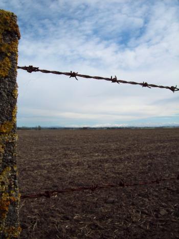 Barb wire fence, South Canterbury