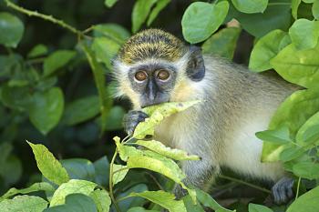 Barbados Green Monkey