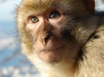 Barbary macaque - Wikipedia