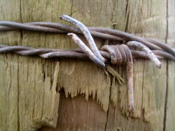 Barbed wood