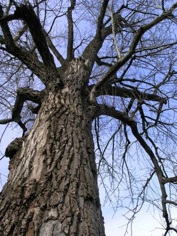 File:Bare Tree.jpg - Wikimedia Commons