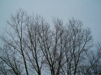 Bare Tree Tops 1 by Falln-Stock on DeviantArt