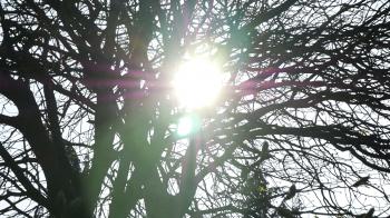 Sun through branches of bare tree, lots of flare Stock Video Footage ...