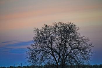 Bare Tree during Sunset