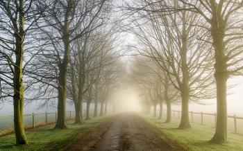 Pretty Bare Trees Road Foggy wallpapers | Pretty Bare Trees Road ...