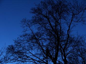 bare trees  night