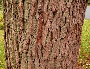 Bark based insulation material