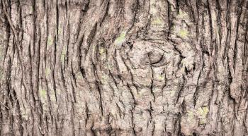 Cedar Bark - neil williams