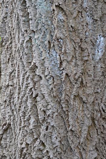 Bark of amur cork tree