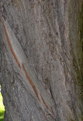 Bark of bur oak