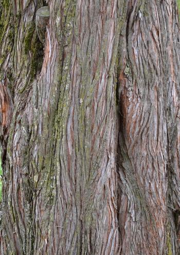 Bark of dawn redwood