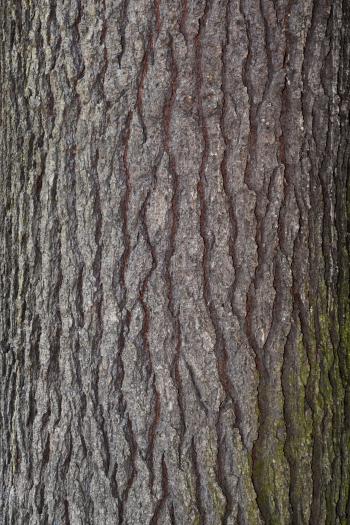 Bark of eastern white pine