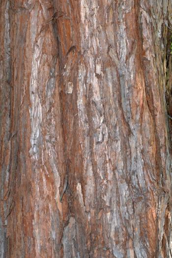 Bark of giant redwood