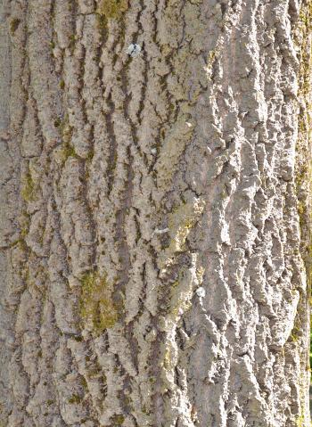 Bark of grey poplar