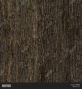 Oak Bark Texture Image & Photo | Bigstock