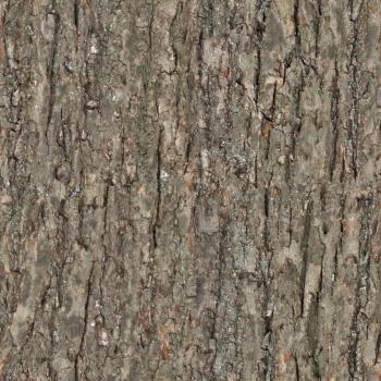 High Resolution Seamless Textures: Wood tree bark seamless texture