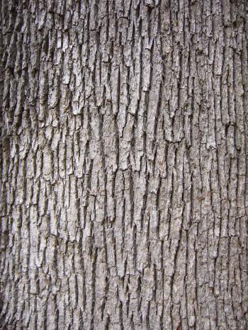 Free Wood texture (oak, tree, bark)