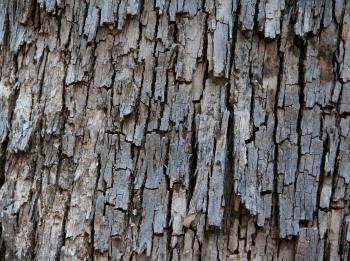 dark wood texture old bark rough fire hazard photo - TextureX- Free ...