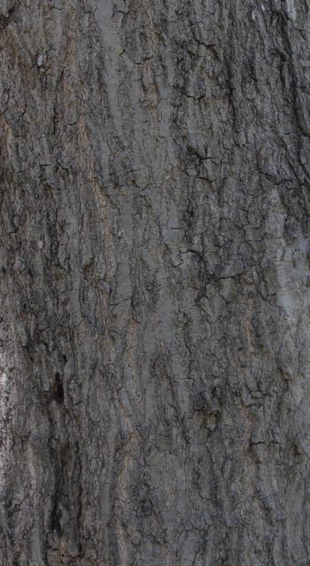 Ash Tree Bark Texture - 14Textures