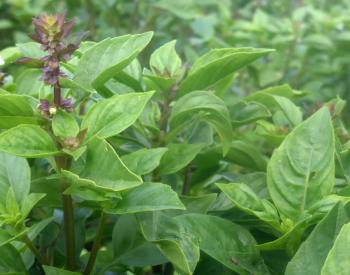 Eritrean Basil, 0.12 g : Southern Exposure Seed Exchange, Saving the ...