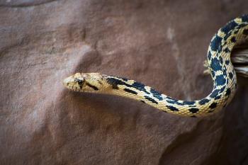 Basin Gopher Snake