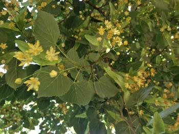 File:Tilia americana - American Basswood.jpg - Wikimedia Commons