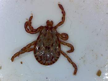 Male Pacific Coast Tick - Foothill Sierra Pest Control