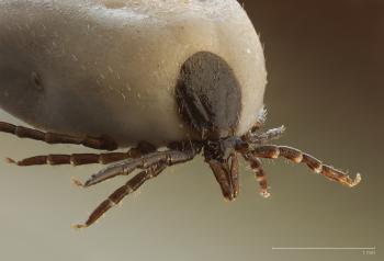 Tick - Wikipedia