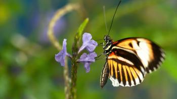 Sex, Lies and Butterflies | 6 Tips to Beckon a Bevy of Butterflies ...